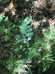 Polygonatum biflorum