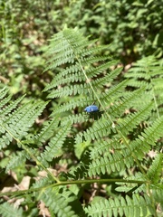 Hoplia coerulea