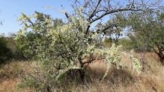 Gymnosporia glaucophylla