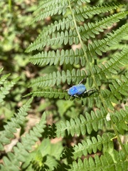 Hoplia coerulea