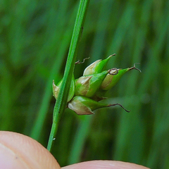 Carex oligosperma