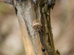 Gibbaranea bituberculata