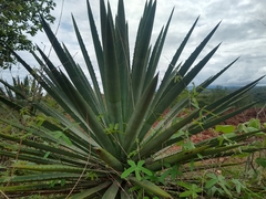 Agave karwinskii