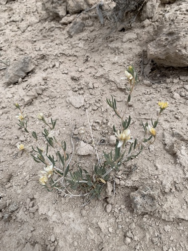 Pioche stickleaf (Mentzelia argillicola)