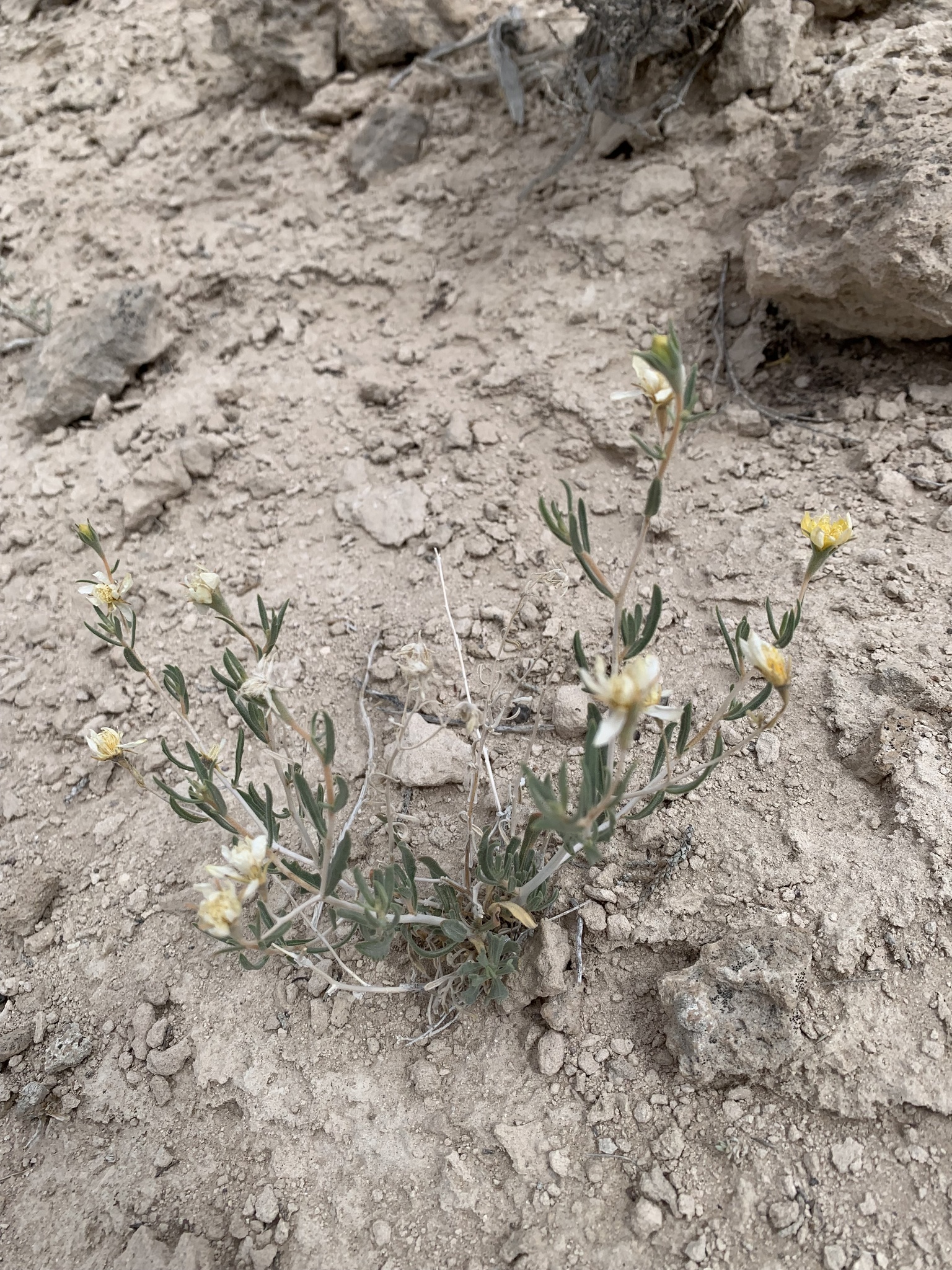 Mentzelia argillicola