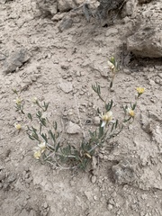 Mentzelia argillicola