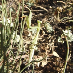 Mantis religiosa