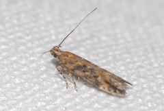 Scrobipalpa ocellatella