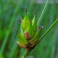 Carex oligosperma