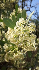 Gymnosporia glaucophylla