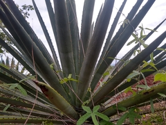 Agave karwinskii