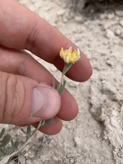Mentzelia argillicola