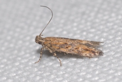 Scrobipalpa ocellatella