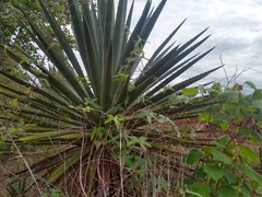Agave karwinskii