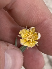 Mentzelia argillicola