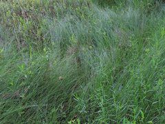 Carex oligosperma