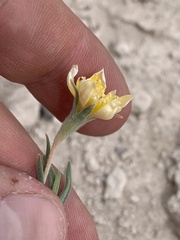 Mentzelia argillicola