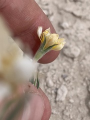 Mentzelia argillicola