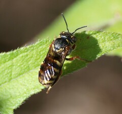 Dianthidium texanum