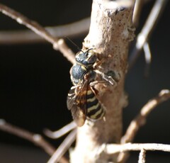 Dianthidium texanum