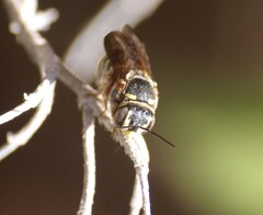 Dianthidium texanum