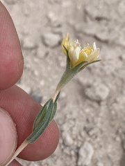 Mentzelia argillicola