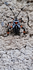 Pachylis gigas