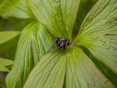 Gibbaranea bituberculata
