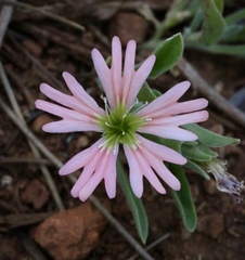 Silene salmonacea
