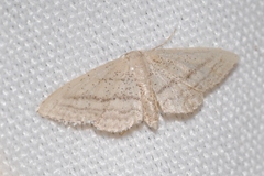 Idaea mediaria