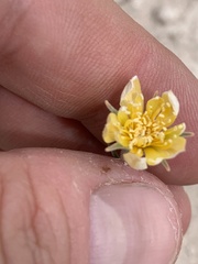 Mentzelia argillicola