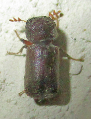 Sinoxylini