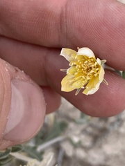 Mentzelia argillicola