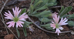 Silene salmonacea