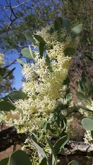 Gymnosporia glaucophylla