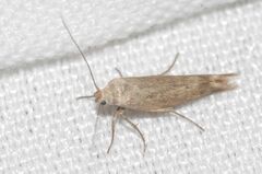 Scythris inertella