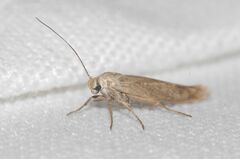 Scythris inertella