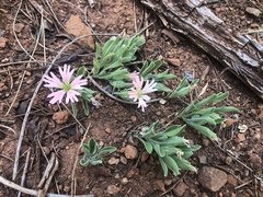 Silene salmonacea