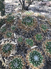Mammillaria magnimamma