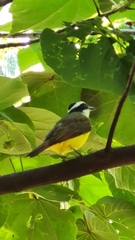 Pitangus sulphuratus