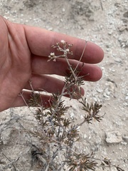 Eriogonum microtheca simpsonii