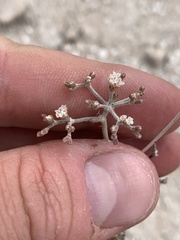 Eriogonum microtheca simpsonii