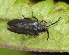 Pyropyga decipiens