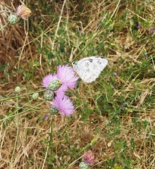 Melanargia lachesis