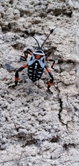 Pachylis gigas