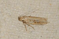 Scrobipalpa ocellatella