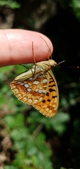 Argynnis adippe