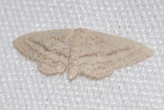 Idaea mediaria