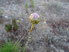 Armeria welwitschii