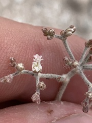 Eriogonum microtheca simpsonii